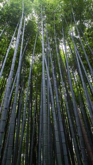 麻豆传煤官网APP入口 IOS截图1